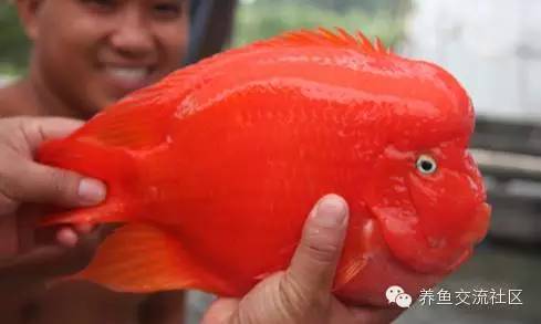 招财热带鱼观赏鱼大全,财神鹦鹉鱼热带观赏鱼