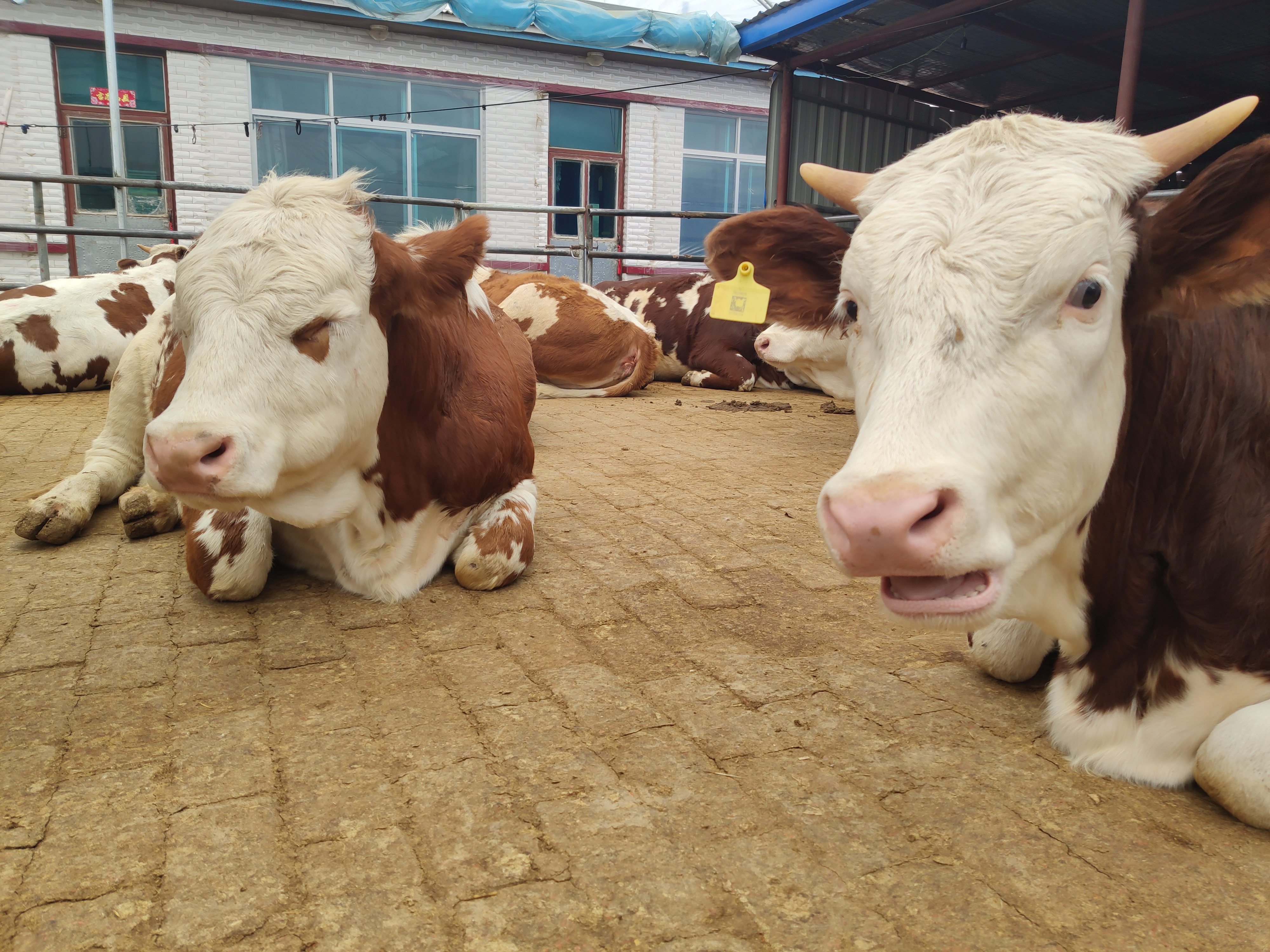 怎么预防母牛胎衣不下,母牛弱胎怎么解决