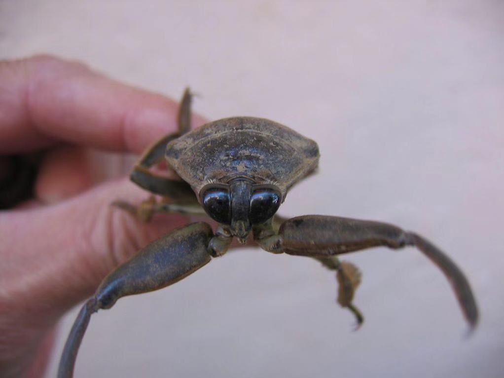 产地在中国的顶级食材,推荐给你这些中国产的名贵食材