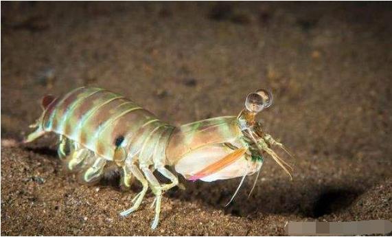 皮皮虾为啥没有养殖的,皮皮虾为什么不能养殖呢