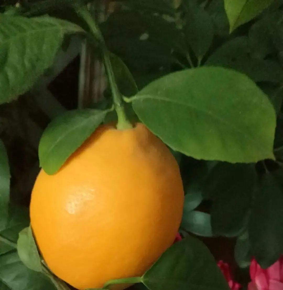 耐寒又好养的香水花,家里可以养法国香水花