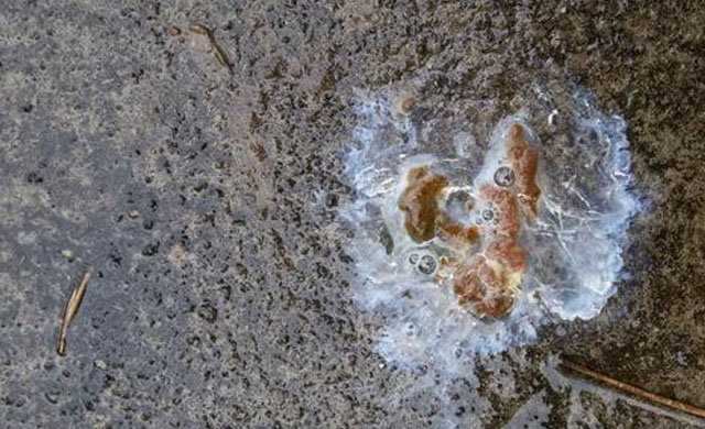 蛋鸡拉白稀粪是什么原因,蛋鸡喂消炎药为什么粪稀