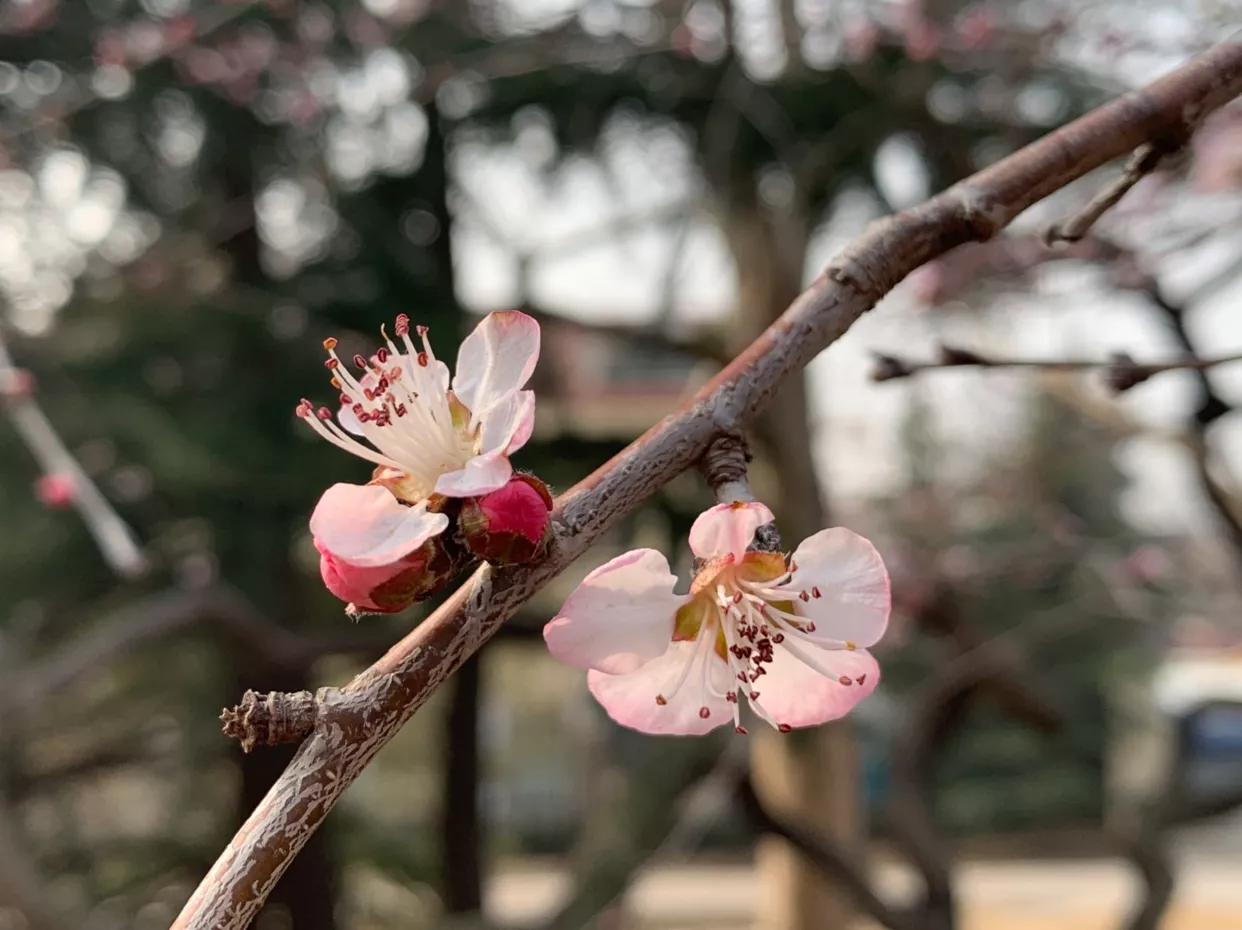 原创：初春，红色山桃惊喜开—为感谢好友赠送桃胶而作