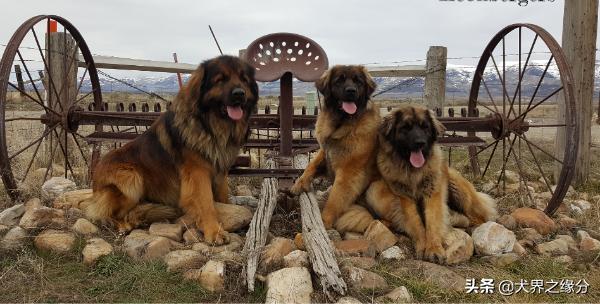 世界上被禁养的大猛犬,世界上被禁养的10大猛犬