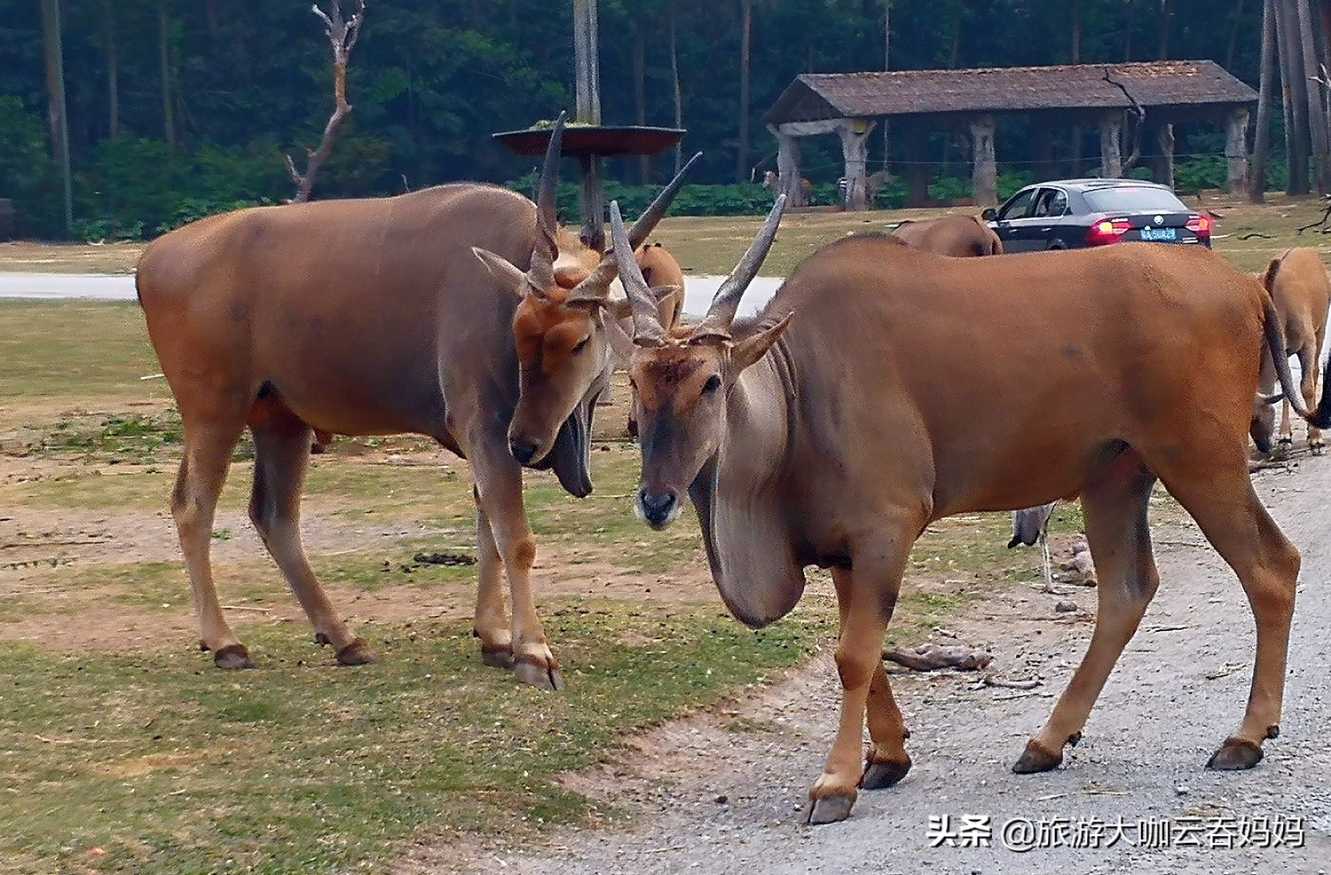 珠海长隆看动物攻略,广州长隆野生动物世界看狮子