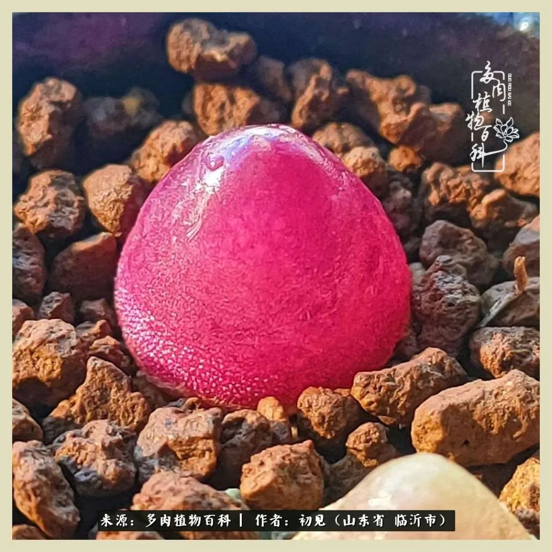 和多肉植物相伴,和多肉相处的心情