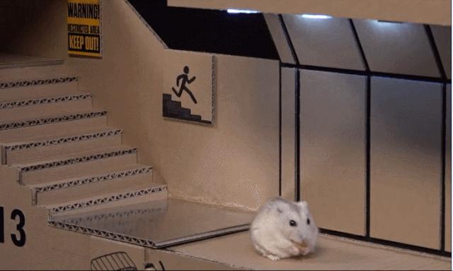 身价300万的仓鼠外网走红！住3层电梯豪宅，丰富娱乐，人不如鼠啊