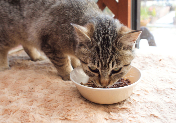 15岁猫咪慢性肾病治疗,猫咪肾病