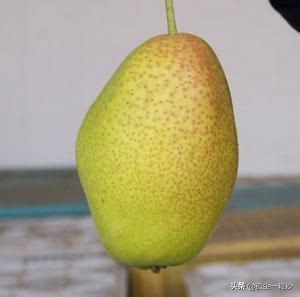 鹤壁市淇县美食排行榜,鹤壁淇滨区必吃