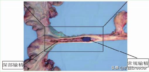 母猪深部输精怎么操作，来看看母猪深部输精具体的操作步骤