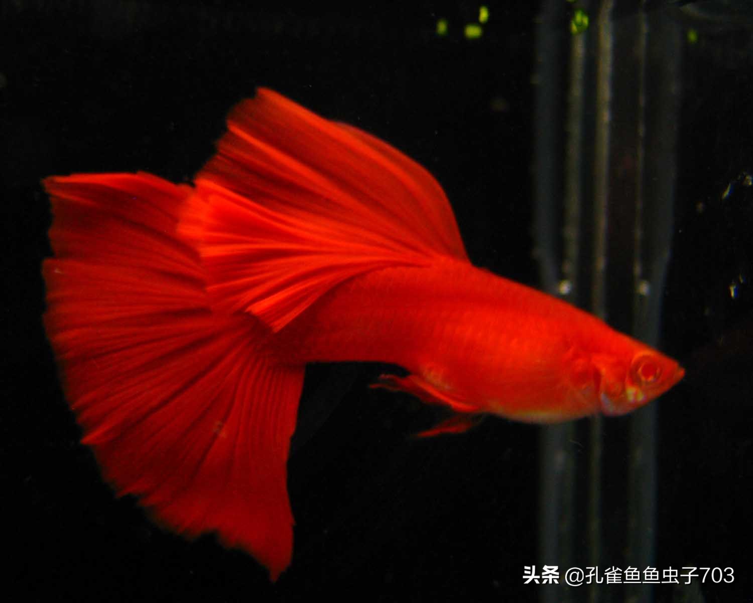 孔雀鱼要怎么买,买孔雀鱼注意哪些事项呢