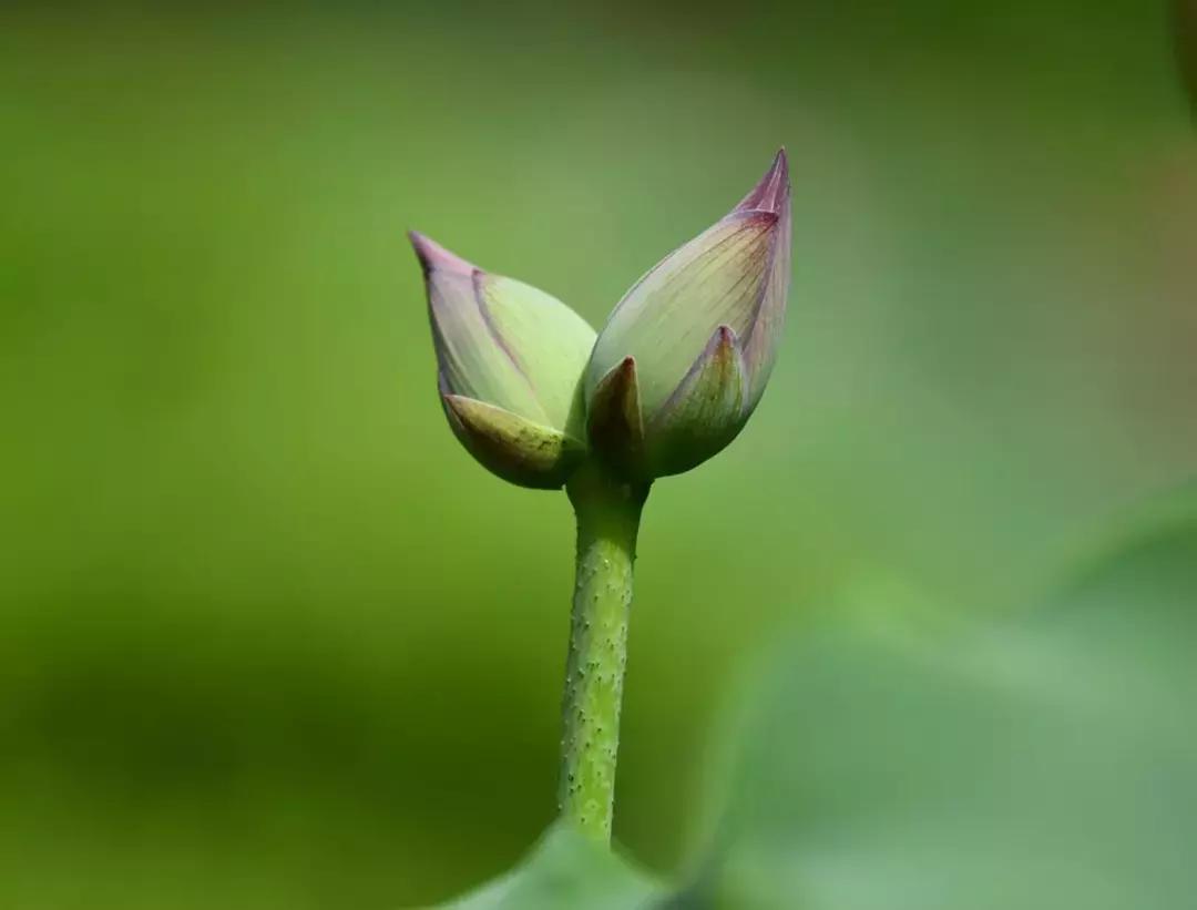 骞垮窞鑽疯姳鏅尯姹夋湇,骞垮窞鑾茶姳灞辫幉鑺辫妭姹夋湇
