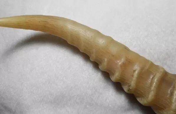 这10种文玩都是违禁品最好别碰,国家明令禁止的文玩有了会如何