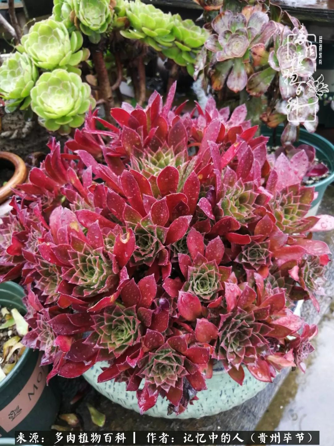 我心中的玫瑰原唱,我心中的玫瑰全部歌曲