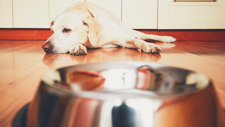 狗狗频繁呕吐但会喝水情况严重吗,狗狗持续性呕吐是什么原因