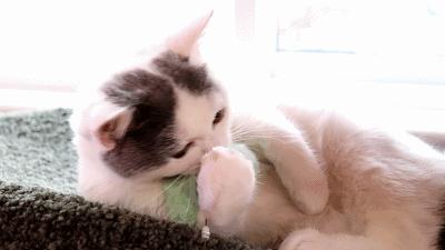 猫主子驾到,猫咪主子驾到