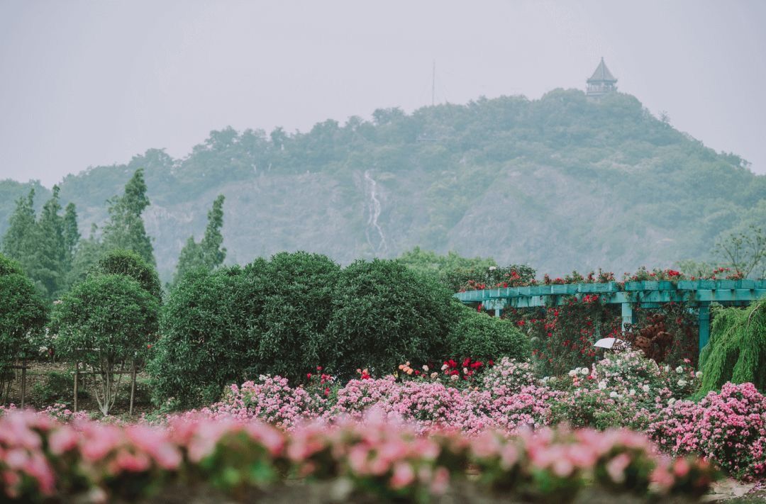 辰山植物园迎春花展,辰山植物园荷花展时间