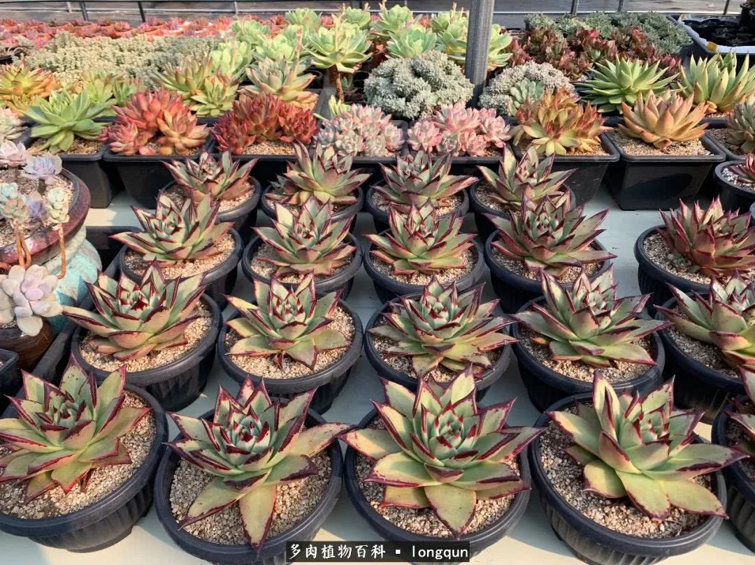 肉叔带你走遍韩国多肉大棚,记一次精彩的采摘之旅