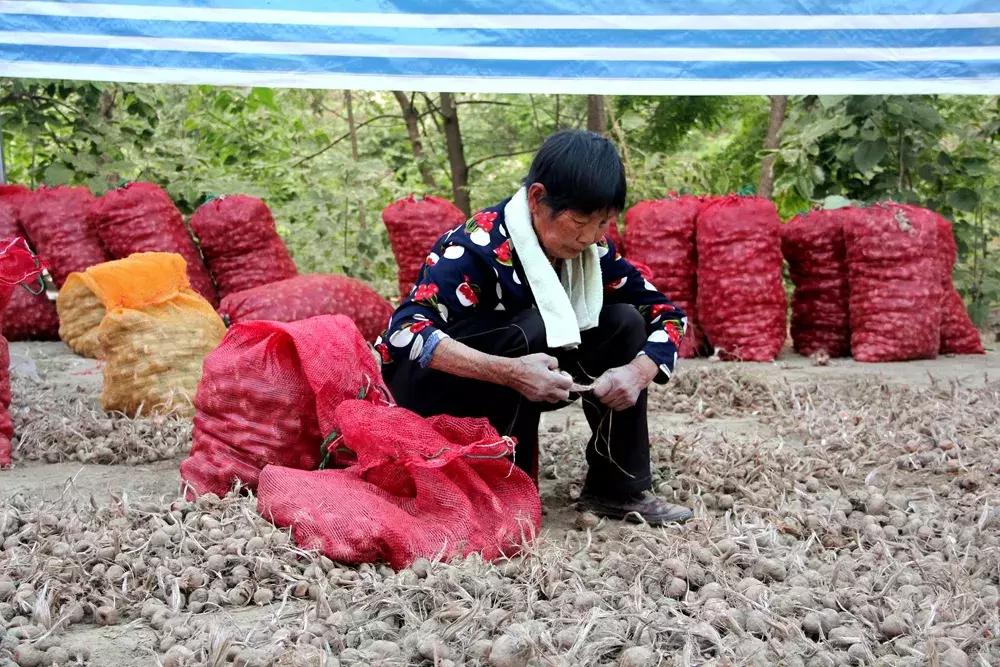 大蒜最好的新品种种子,大蒜种子大全100款