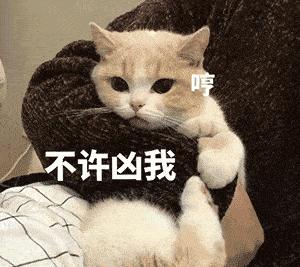 可爱小猫表情包搞笑图片,开心表情包可爱搞笑图片