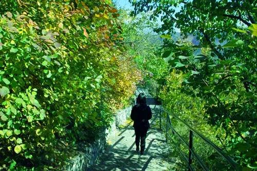 赏香山红叶旅游攻略,赏花旅游景点北京