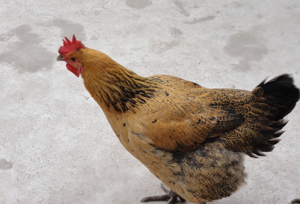 鸡肺肿大,肉鸡黑肺症怎么引起的