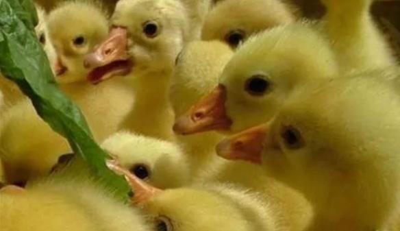 鹅互相啄毛吃的原因及解决方法,鹅老是啄其他鹅的毛是怎么回事