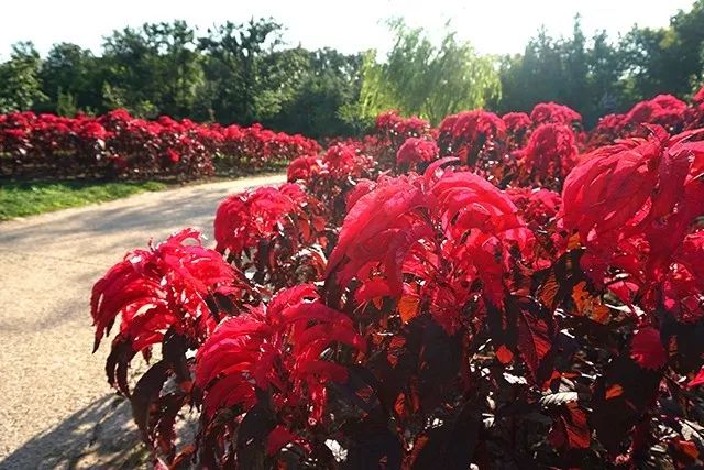 大连重阳节旅游攻略,大连九月秋游攻略