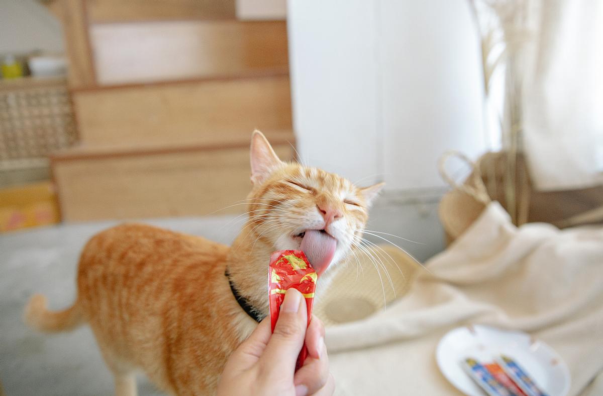 陆喜梅：宠物看病动辄近千元，宠物医院为什么这么会赚钱？