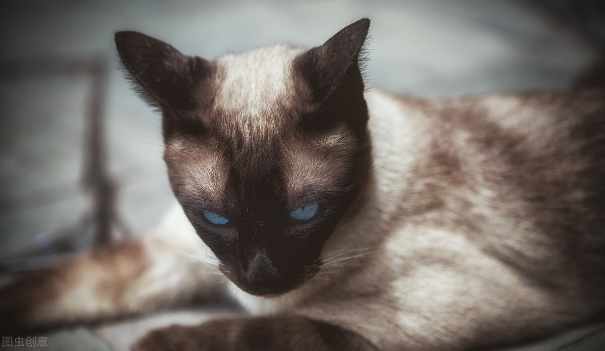 暹罗猫的饲养方法和注意事项,暹罗猫刚养注意什么