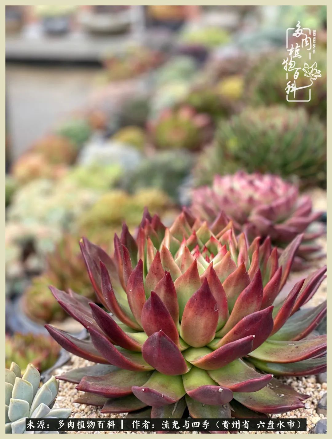 国庆假期你快乐吗？来，凉都美肉与你相伴一一小乌木的霸气东云