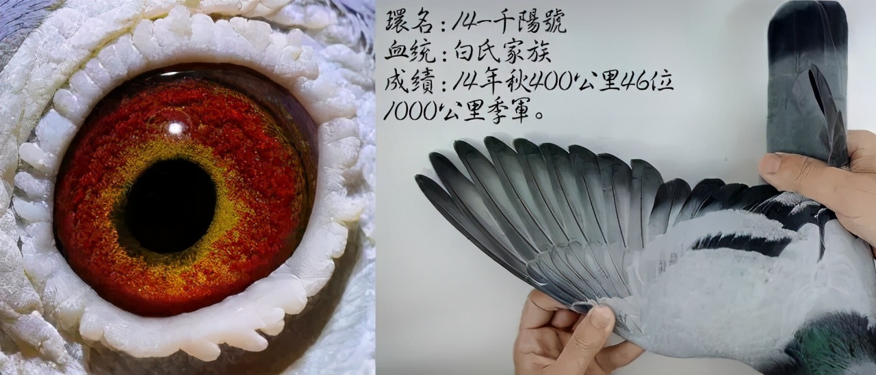 陈文广教授之引育结合和变与不变