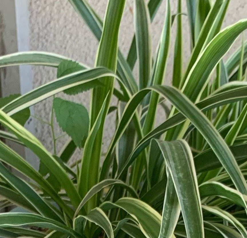 吊兰怎么养才能更旺盛10个小秘诀,青叶吊兰怎么养护才能长出匍匐茎