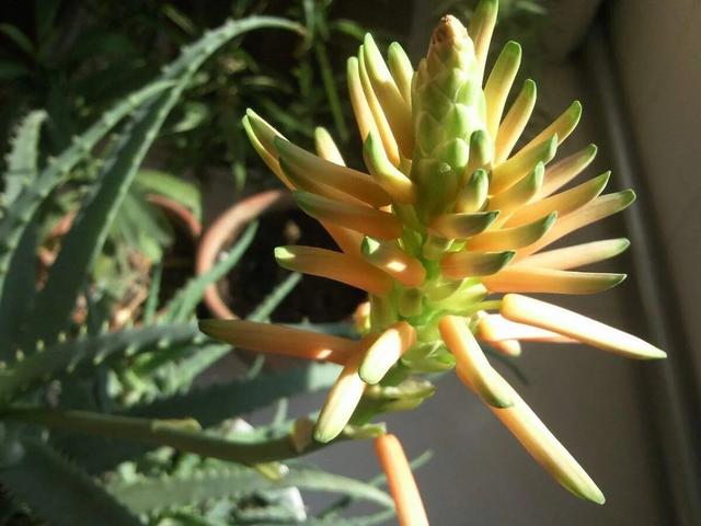 冬季芦荟移栽注意事项,芦荟怎么防冻