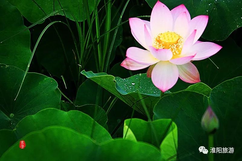 又见淮阳荷花香——唯美文章唯美荷，唯美视频唯美歌