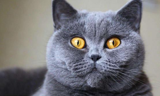猫咪眼睛都是啥样的,猫咪眼睛有多冷知识