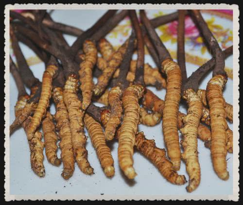 青海特产大全推荐,青海格尔木市有什么特产