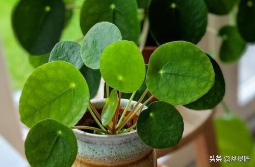 夏天不宜养的10种花,适合夏天养的4种花卉简单又漂亮