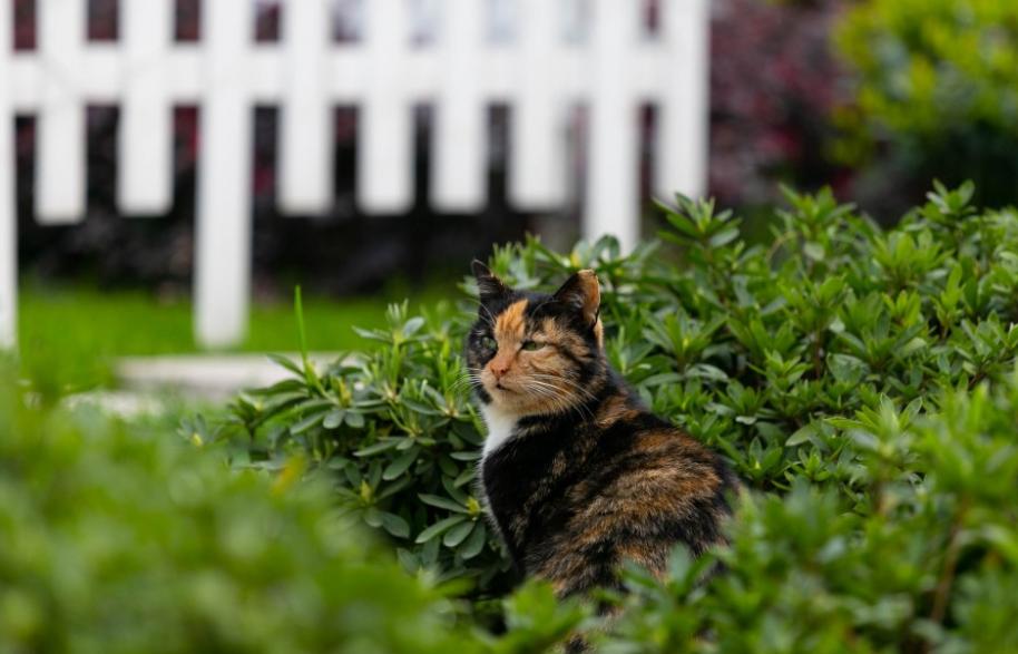 寻找猫咪的剪刀大法真的好有用,剪刀大法真的可以找到猫吗