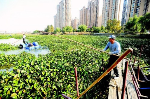 水葫芦入侵过程,水葫芦入侵方法