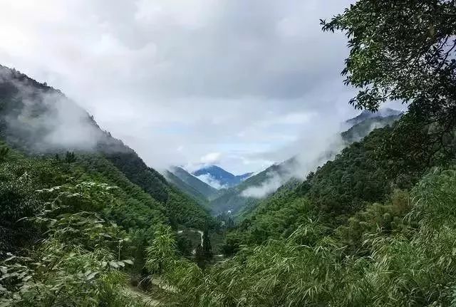 武夷岩茶大红袍讲解词,武夷岩茶大红袍基础知识