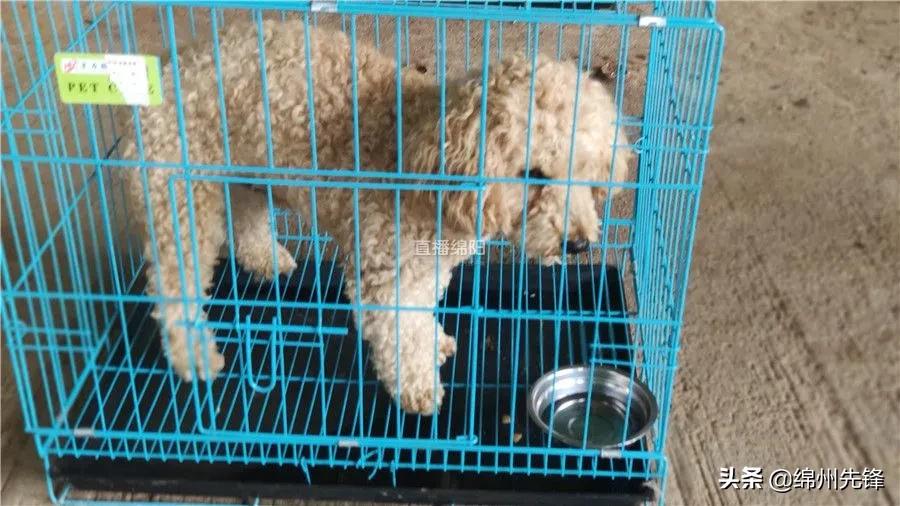 被救下的111条狗狗,一只金毛流浪狗被解救过程