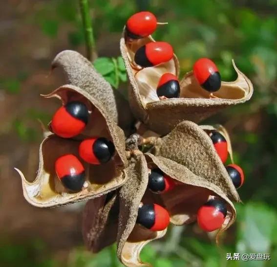 这张菩提子家谱，囊括30种，很少能有人认全