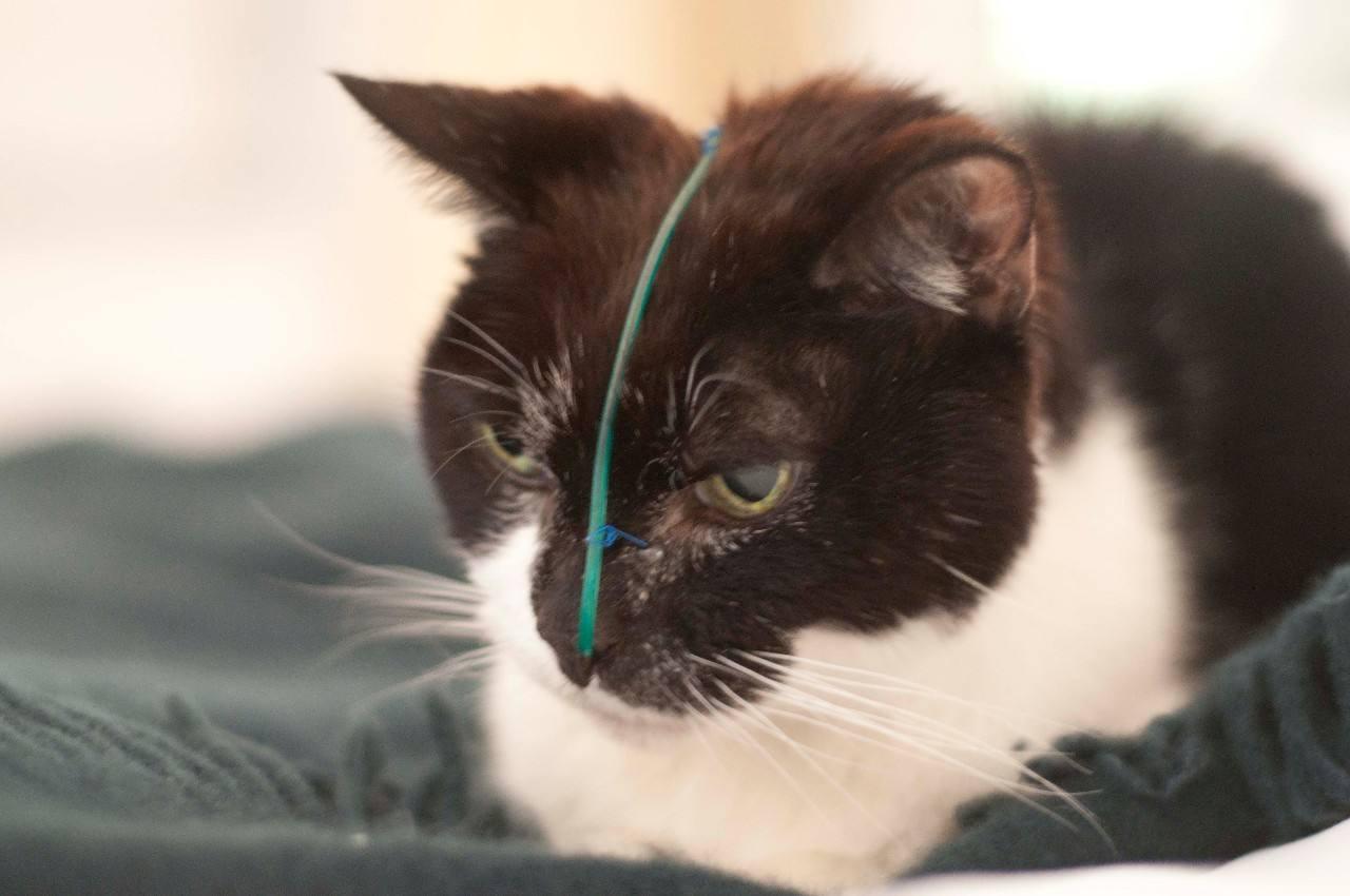 猫咪得了脂肪肝治疗费用,猫咪不吃东西几天会得脂肪肝