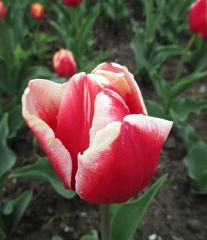 郁金香花之女王,素有花之女王之称的郁金香