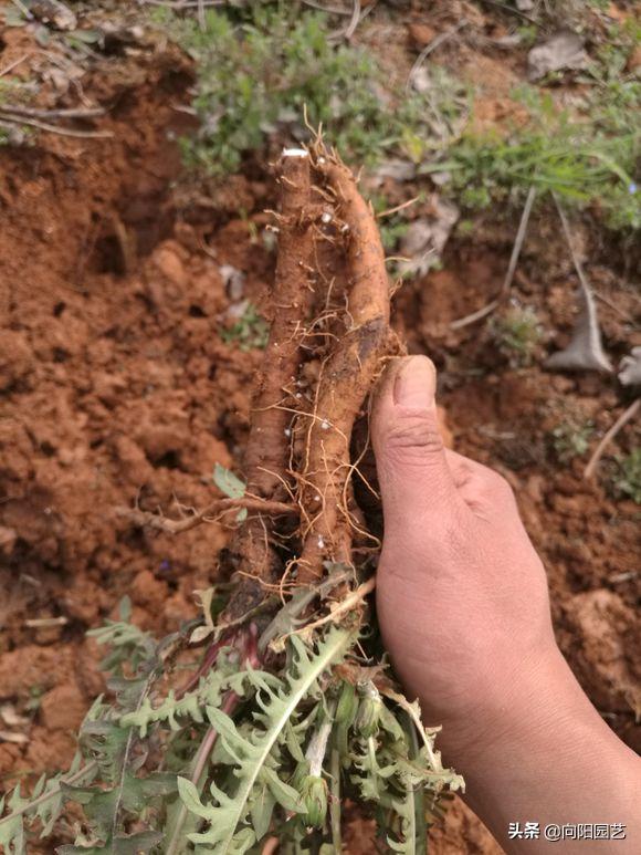 山上采摘的婆婆丁能喝吗,婆婆丁能和苦姑娘一起喝吗