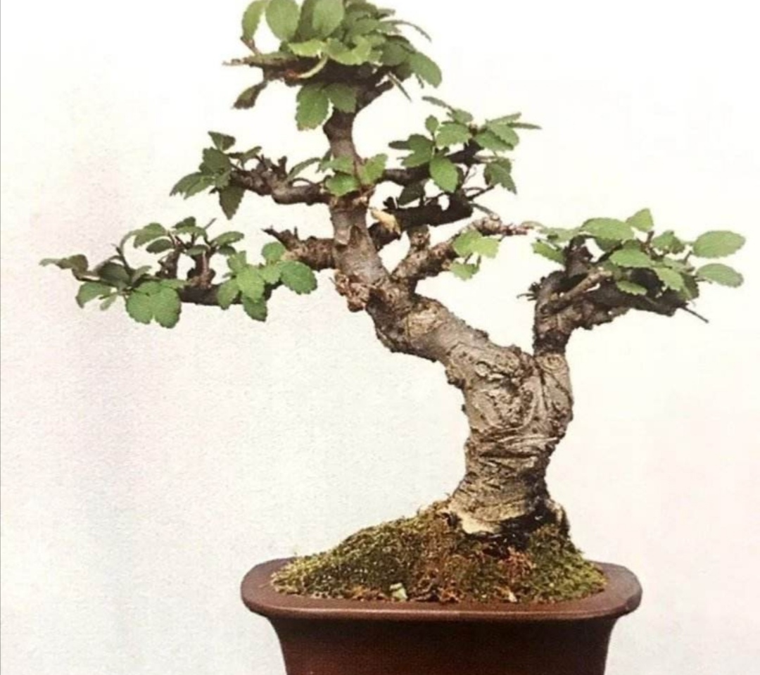 榆树疙瘩怎么制作盆景,榆树疙瘩盆景制作技巧