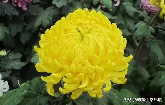 除甲醛的绿植有哪些比较好养,除甲醛最好的绿植都有啥