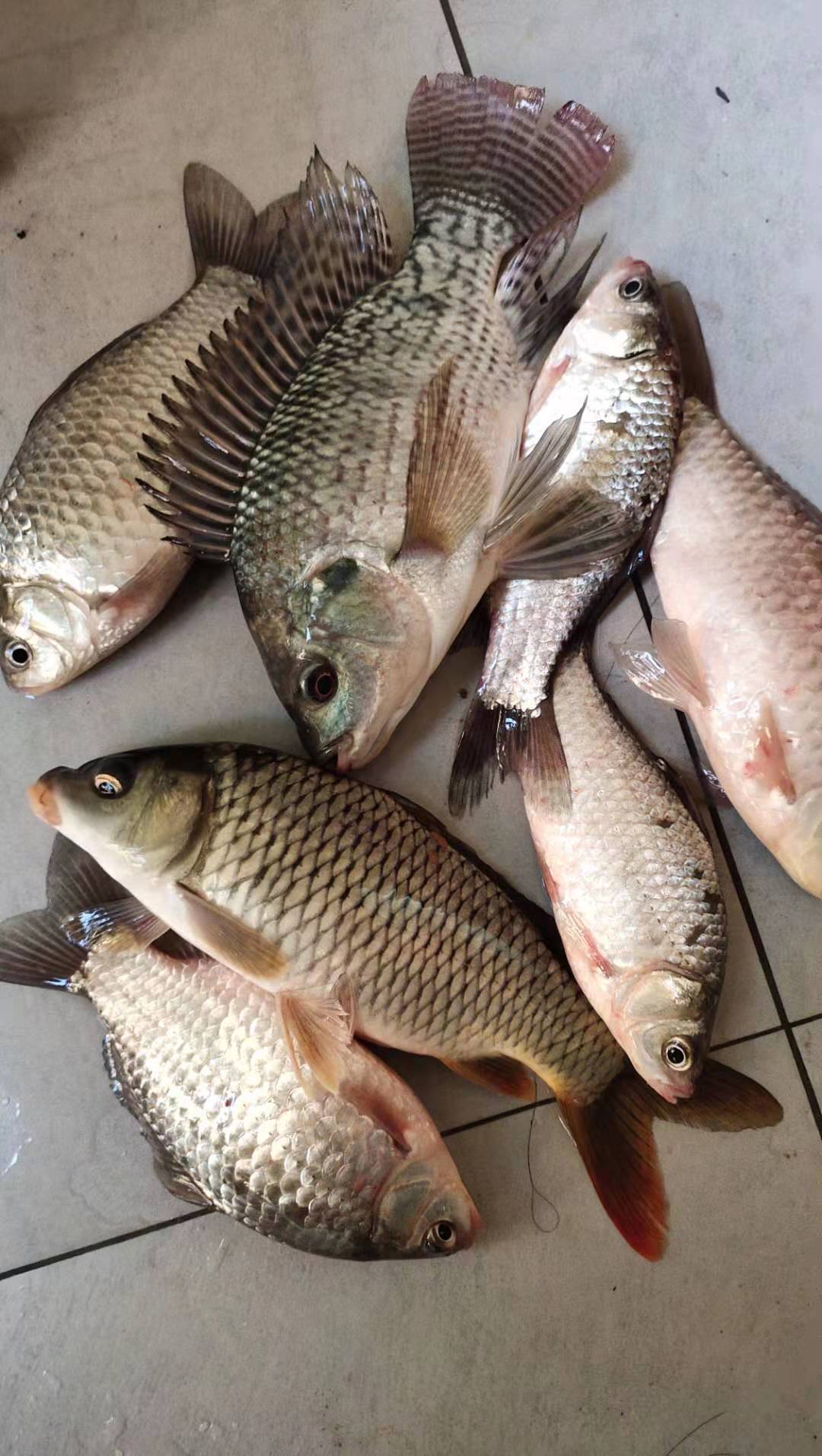 浮漂有口打不到鱼,鱼吃饵浮漂信号不明显怎么办