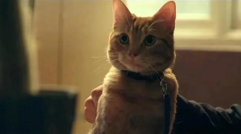 理性养宠和科学养宠,育儿式养宠